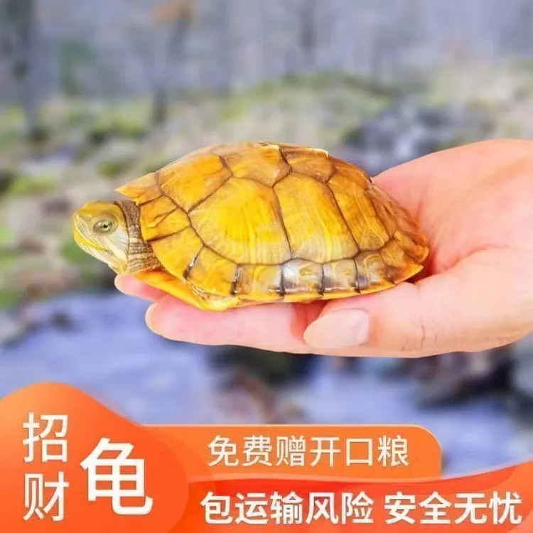 黄金招财龟大巴西活体龟乌龟活物宠物龟活宠家养巴西龟家养观赏