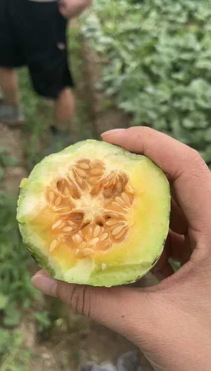 【新鲜】农家瓜果博洋九号，新鲜采摘现采现发