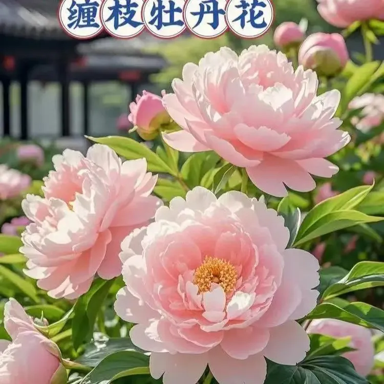 缠枝牡丹花种子春化南北方皆可种植老根藤蔓粉色重瓣花期长正版