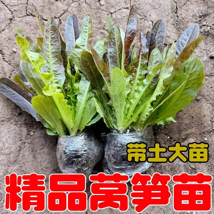 莴笋苗红色莴苣四季菜苗秋季冬季春季蔬菜青笋子秧苗耐寒抗冻过冬