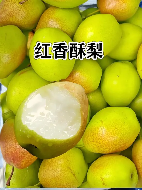 河南头茬红香酥梨新鲜采摘当季脆甜多汁梨子
