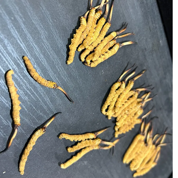 2025年 高海拔冬虫夏草头茬新干草 小草5根一克