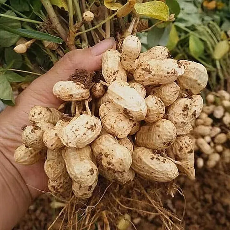 现挖新鲜湿花生带泥带壳农家自种水煮粉皮花生