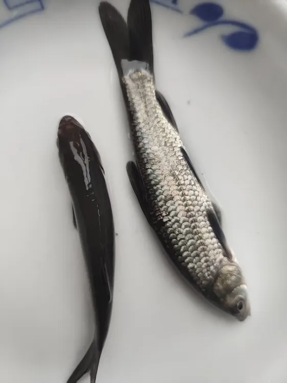 青鱼水池鱼缸鱼塘养殖
