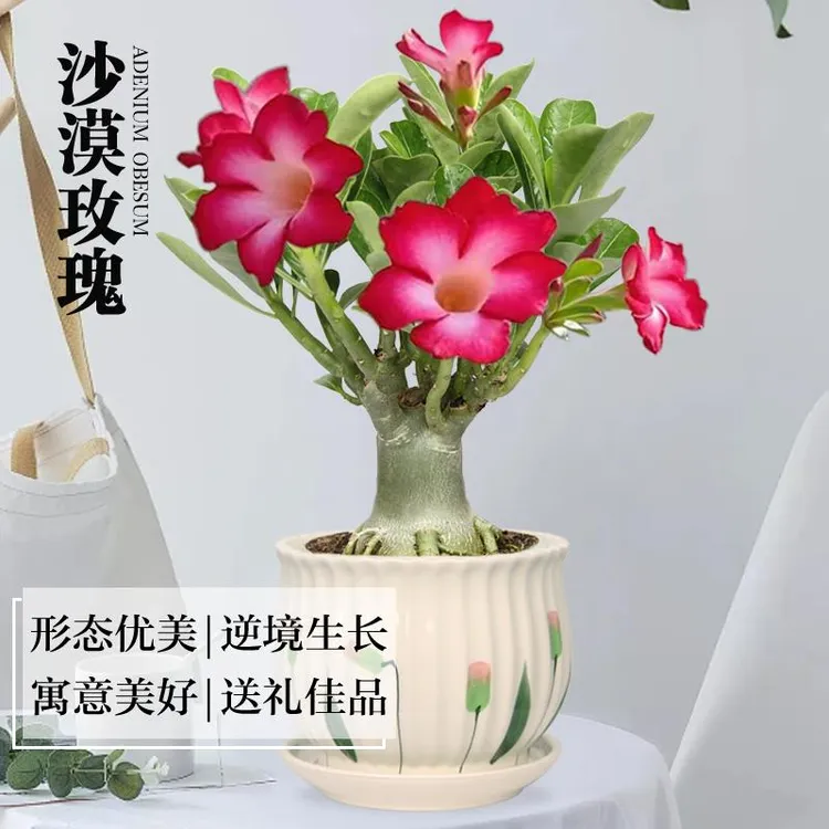 沙漠玫瑰盆栽四季开花带花苞好养易活不怕晒耐热名贵精品盆景花苗