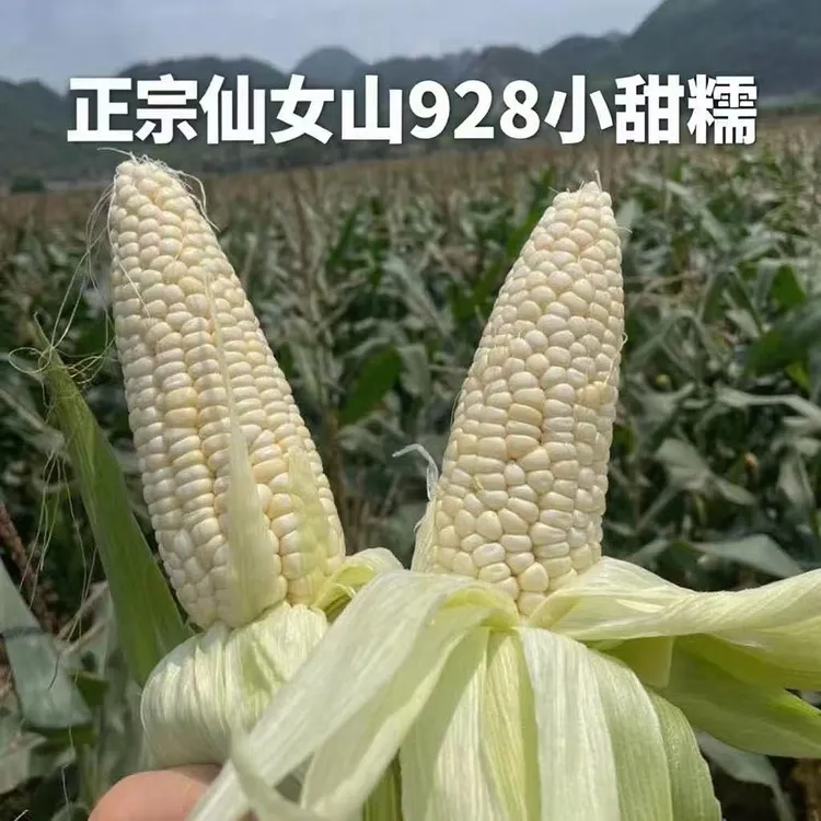 重庆武隆仙女山928小甜糯玉米高山种植白甜糯包谷鲜食现搬现发