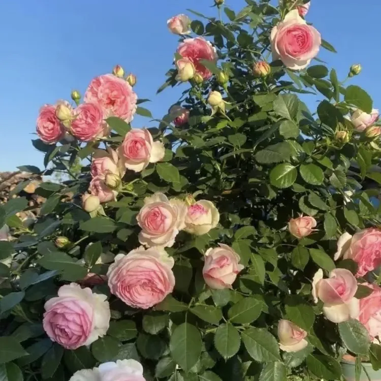 爬藤蔷薇花苗耐寒耐热云南基地直发大花浓香成活率高庭院阳台室内