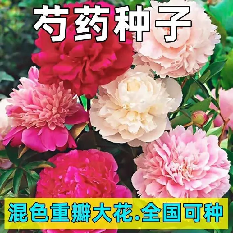 新款【芍药花种子】重瓣大花四季可种耐热耐寒室内外芍药花
