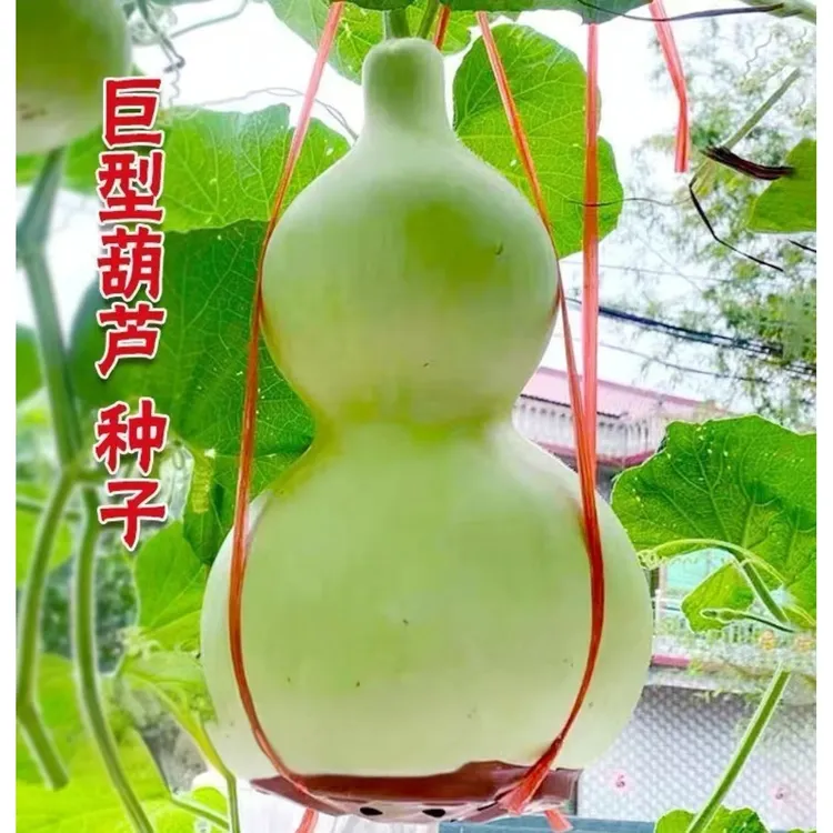 巨型超大葫芦种子四季种植盆栽地栽