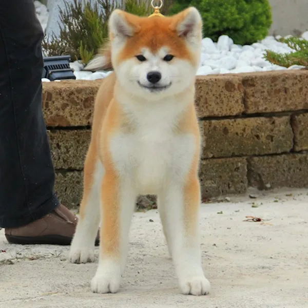 纯种日系秋田犬赤色幼犬虎斑色白色可办理秋狮头鹅纯种正宗狮头鹅