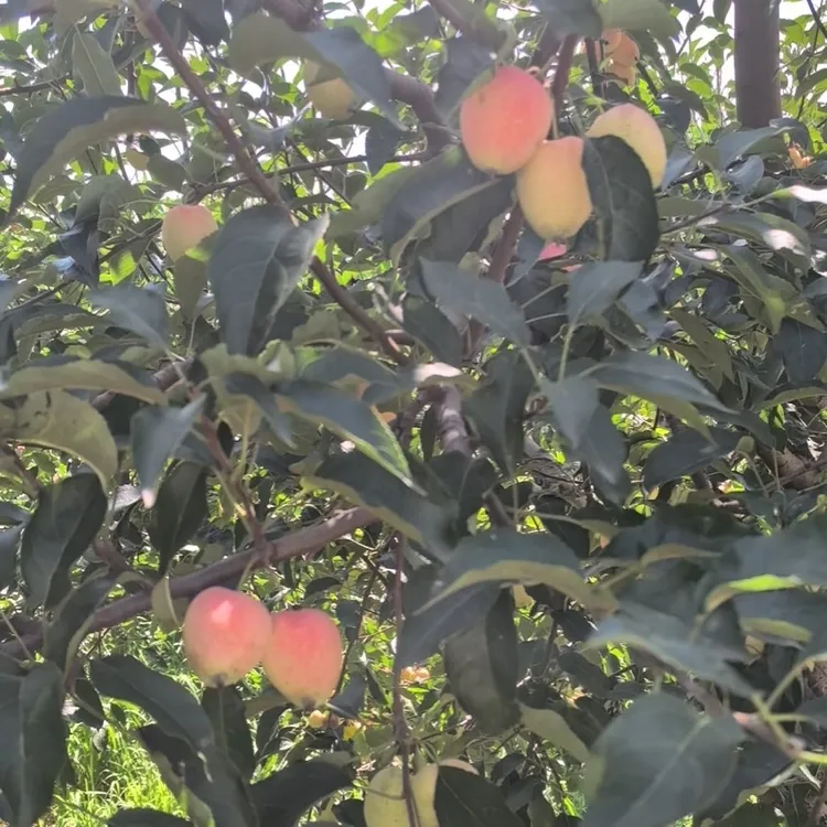 小虎农场-自然成熟鸡心果酸甜口感5斤装 外皮不好看