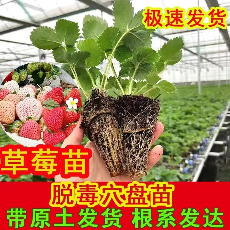 【奶油草莓苗】穴盘秒脱毒草莓苗带土发货家庭园艺种植水果苗草莓苗
