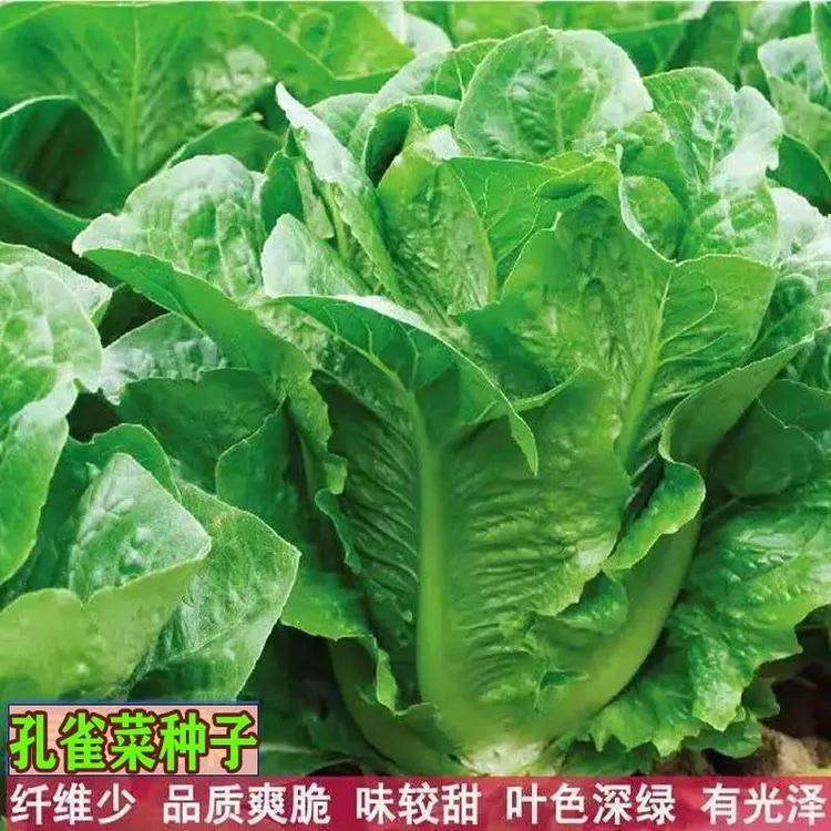 孔雀菜种子四季种生吃脆甜直立生菜种子盆栽农家大田沙拉生菜lz
