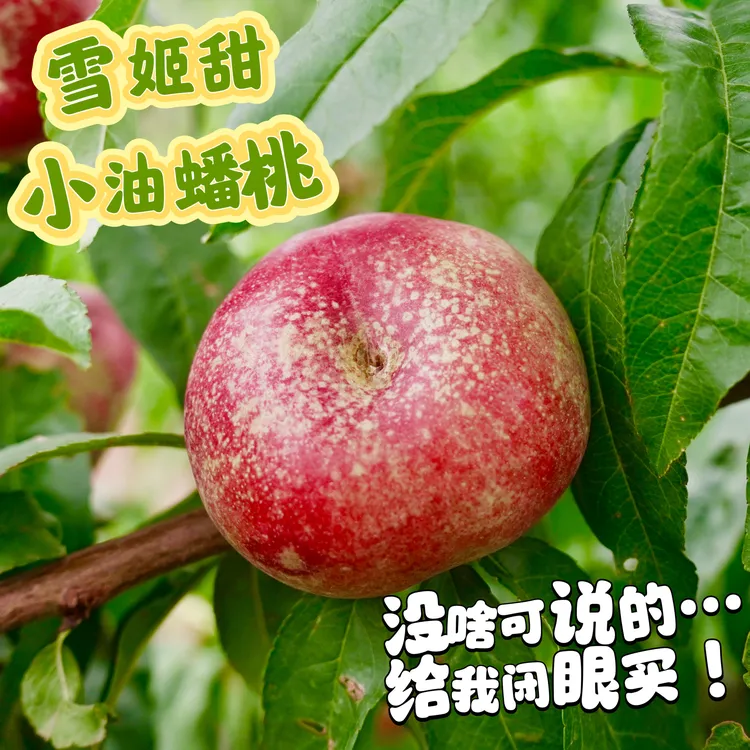 超级招牌 谁吃谁服的小油蟠 软桃 浓香高甜风味酸 2.7斤 顺丰 