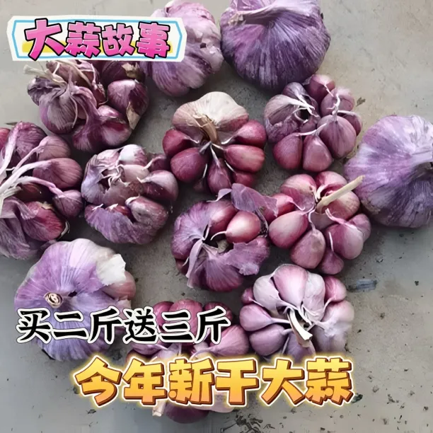 发5斤（买2斤送3斤）紫白皮大蒜今年农家干蒜多瓣香蒜带衣