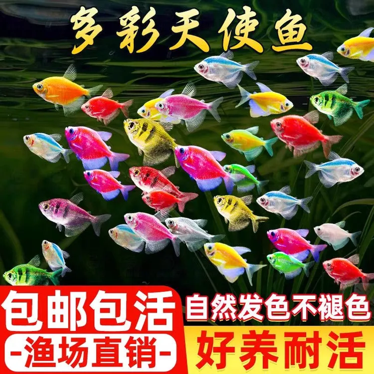 【多彩天使鱼】糖果色天使鱼淡水观赏鱼好养耐活小型热带鱼群游活体