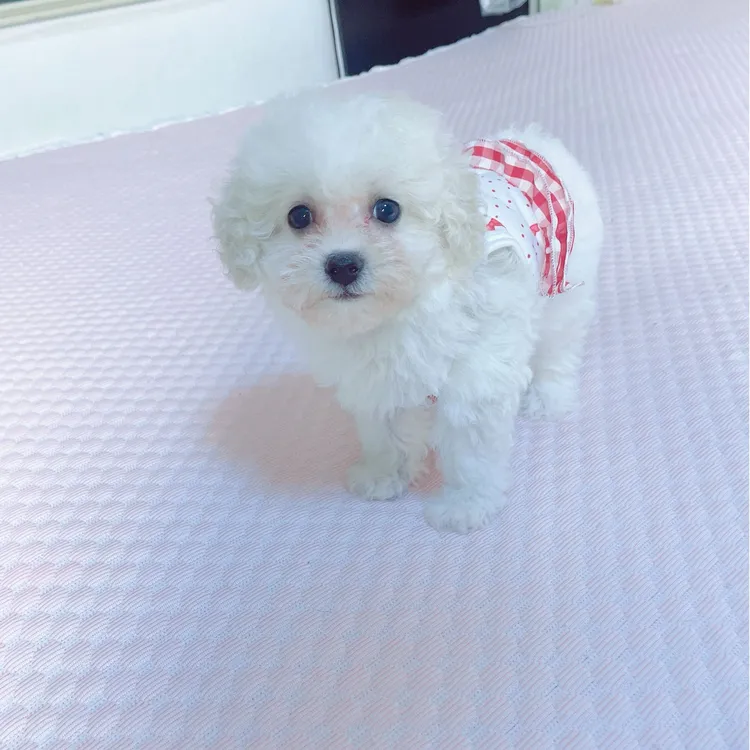 活体小体泰迪熊幼犬宝宝 会点上厕所