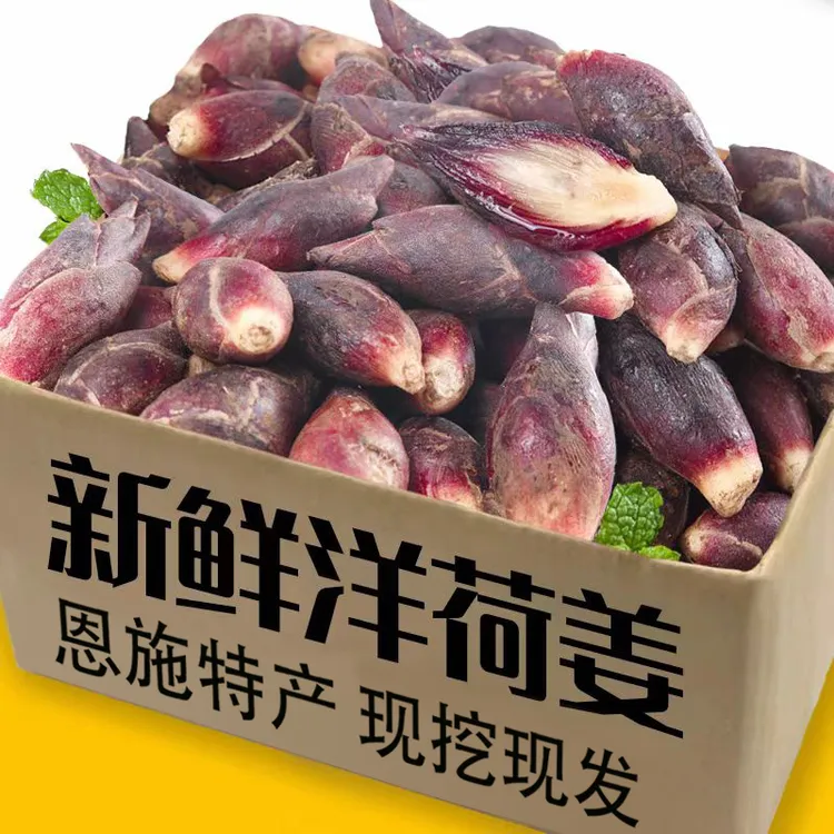恩施新鲜洋荷姜阳荷洋河姜 2025年湖北洋霍茗荷洋藿 现挖产地直销