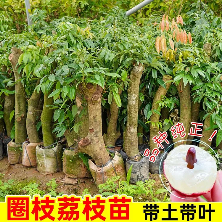四川荔枝圈枝苗高压荔枝苗冰荔枝妃子笑无核嫁接当年结果矮化无籽
