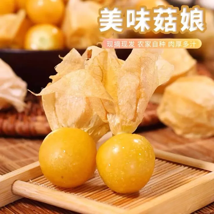 黑龙江头茬新鲜采摘姑娘果清甜多汁当季稀有水果