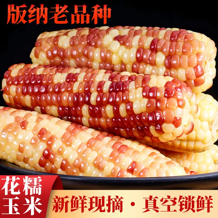 云南西双版纳小花糯小玉米代餐早餐轻食低脂加热即食糯玉米