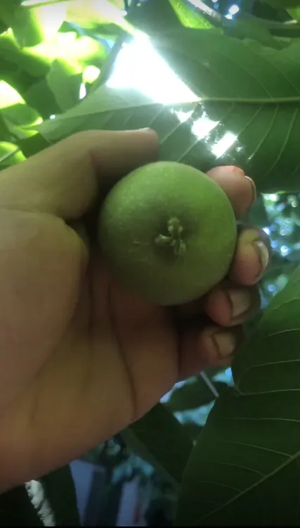 盘山三棱青皮文玩麻核桃尺寸随机发两对儿