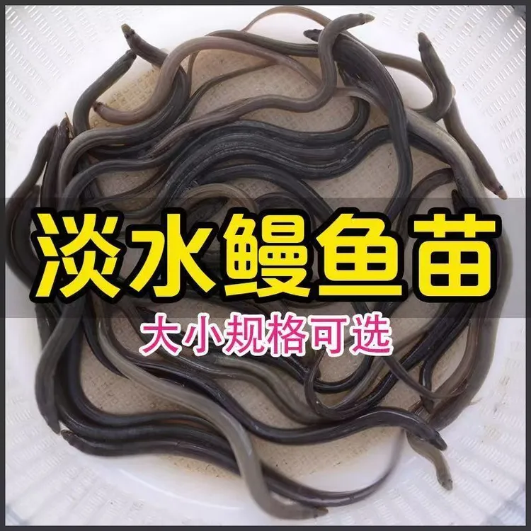 日本鳗鱼苗淡水鱼塘水库养殖日本淡水日本鳗鱼苗批发鱼苗出售