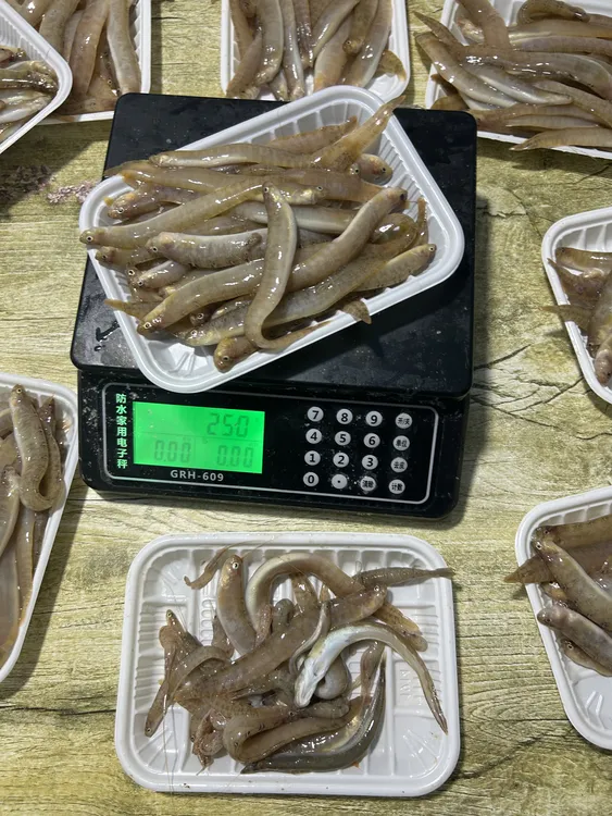 【麦创优选】海钓鱼饵高粱叶子船钓岸钓新鲜鱼饵恋钩黑鱼牙鲆鳗鱼