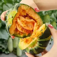 甜掉牙甜瓜种子薄皮甜脆多汁花皮香瓜种籽盆栽