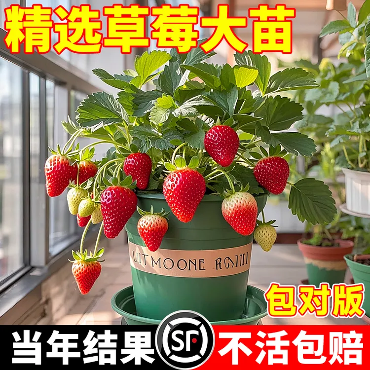 草莓苗盆栽带果四季结果奶油草莓苗秧苗南方北方种植阳台庭院盆栽