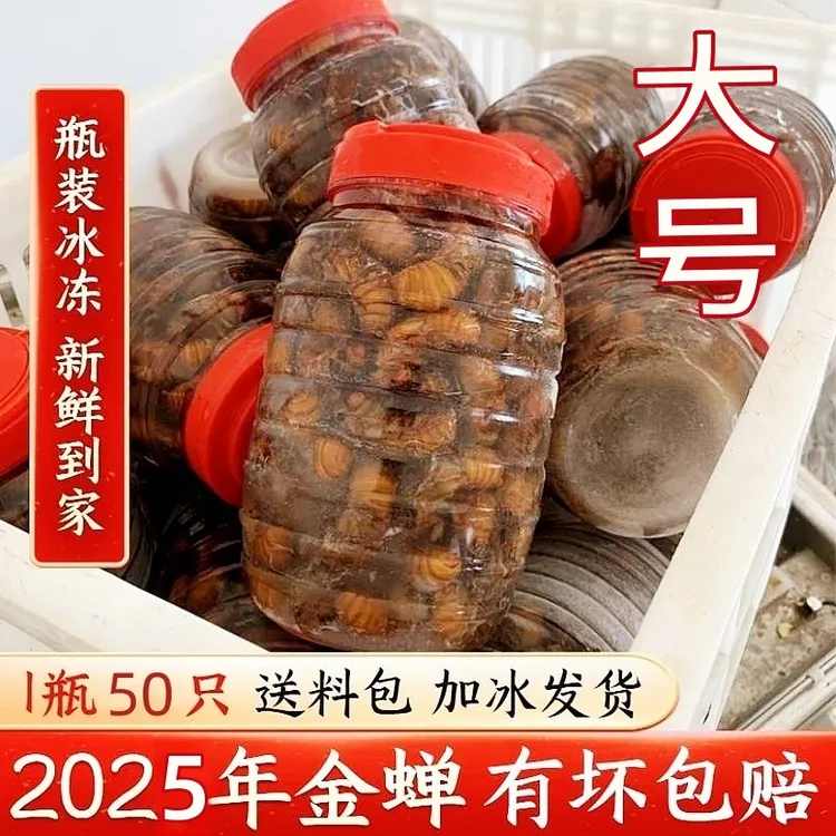 知了龟姐了龟爬叉猴活体速冻50只姐猴嫩知了油炸新鲜蚕蛹团购新品