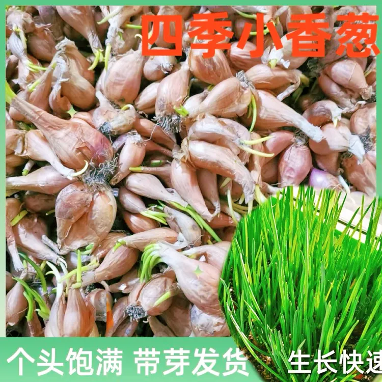 四川小香葱四季葱头农家自留葱头红葱火葱带芽现挖今年新葱饱满