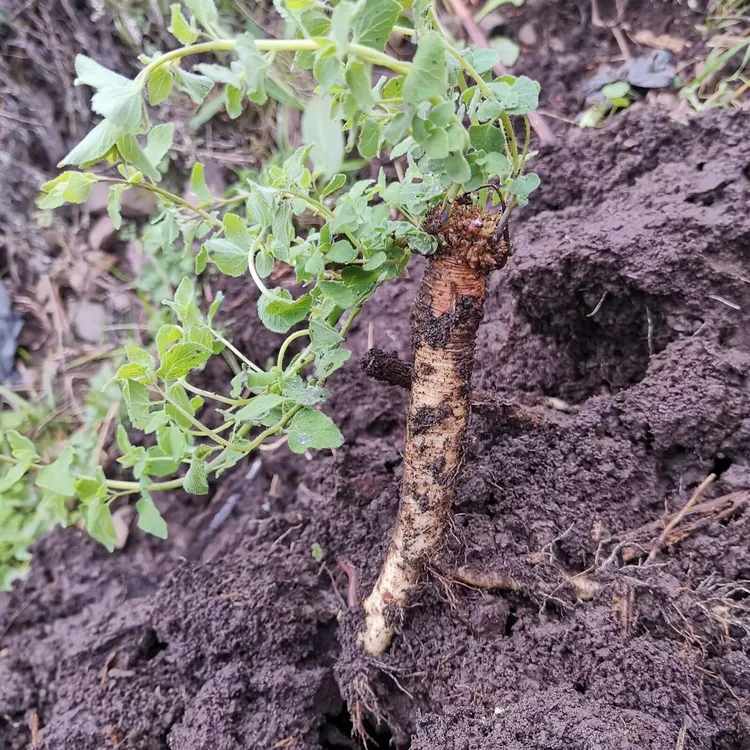 〖农户自产〗甘肃原产地新鲜党参现挖现发500克起包邮煲汤泡酒