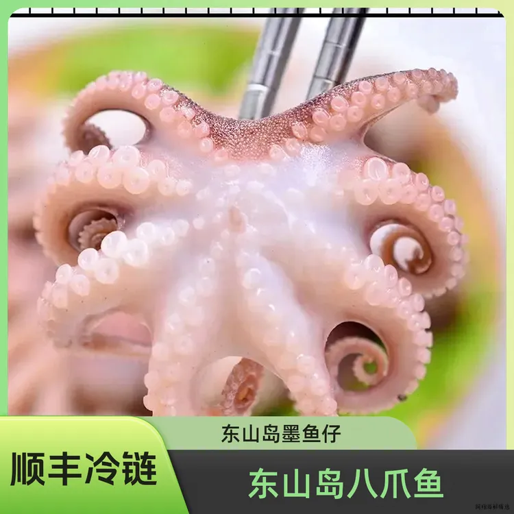 八爪鱼新鲜迷你小章鱼鲜活冷冻小八爪海鲜水产整只火锅食材批发