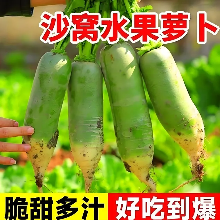 【沙窝水果萝卜种子】四季播种阳台盆栽小院易种植夏季开花高产蔬菜