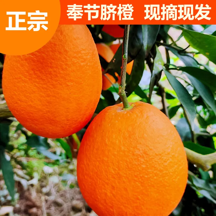 正宗奉节脐橙纽荷尔新鲜采摘果园直发应季水果农家甜橙脐橙维C多