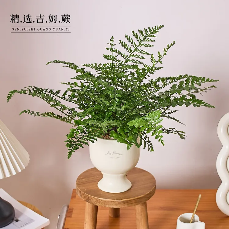 吉姆蕨盆栽蕨类植物放青松玄关桌面盆景绿植耐阴好养四季常青