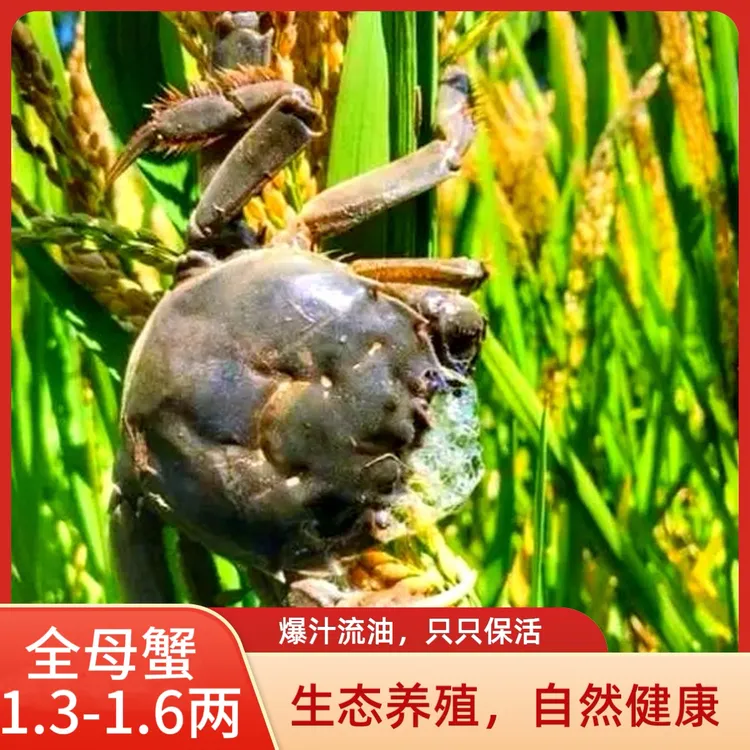 【活蟹】盘锦河蟹母蟹2斤送1斤公蟹1.3-1.6两/顺丰包邮包活