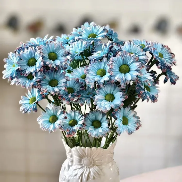 A级青花瓷小菊油画鲜花好养护包邮吸色花材一月花期云南基地直发