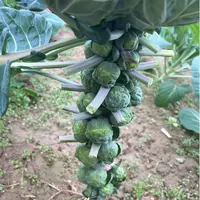 孢子甘蓝种子迷你包菜阳台盆栽四季播包邮蔬菜种子蔬菜苗