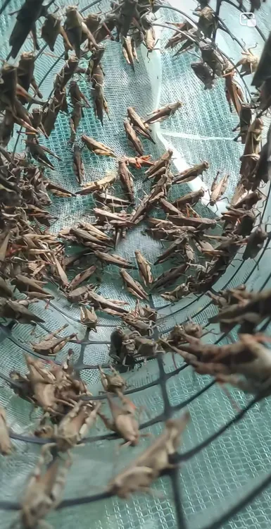 纯野生花腿 全母花腿 画眉鸟食 提性活体昆虫鸟食