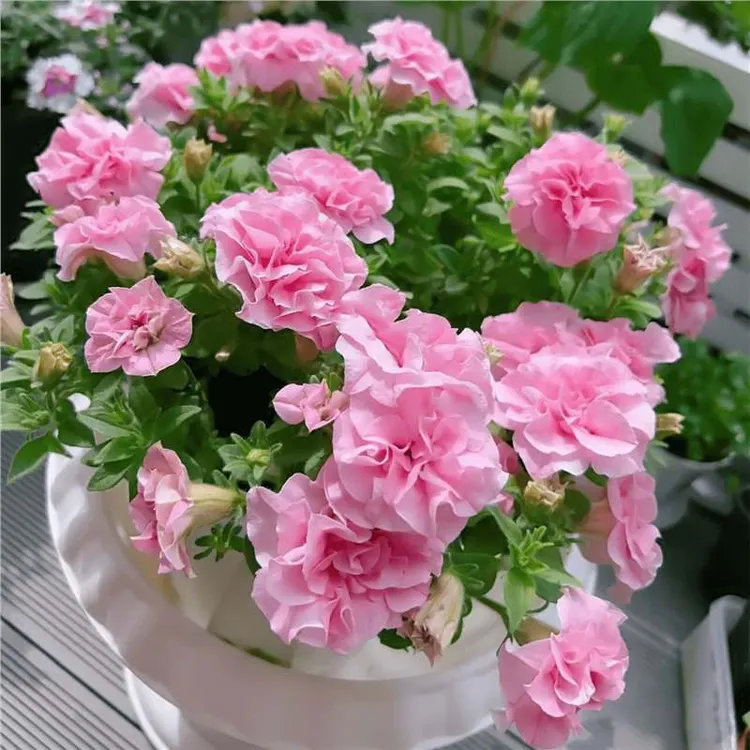 百万小铃阳台盆栽垂吊凤仙花花卉矮牵牛五色梅舞凤仙花特大号花苗