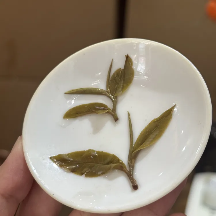 2025年曼松王子山乔木 头春