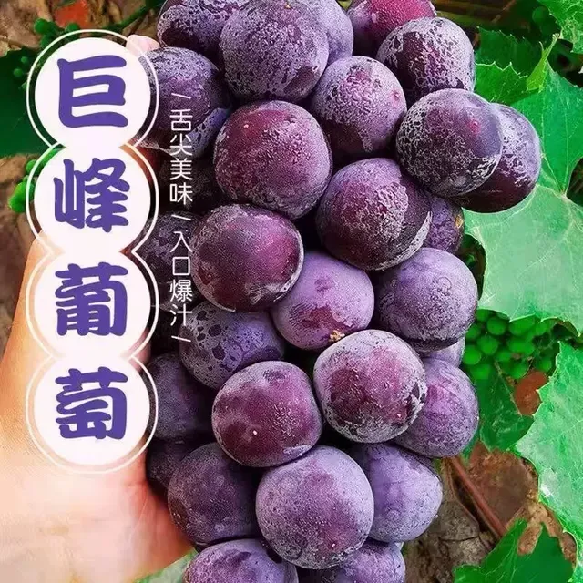 【整串发货】新鲜巨峰葡萄整串装新鲜葡萄应季水果非无籽孕妇水果