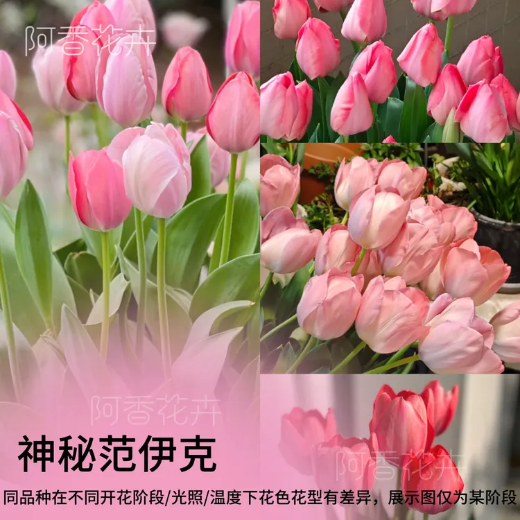 【郁金香种球自然球】郁金香种球五度球花种子水养土养盆地栽绿植。