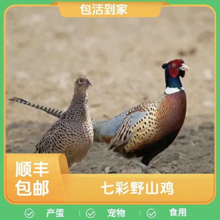 （宠物鸡）七彩山鸡一公两母 顺丰包邮包活到家