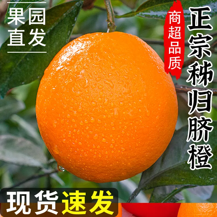 正宗秭归脐橙新鲜现摘产地直发皮薄多汁香甜手剥橙子新鲜包邮