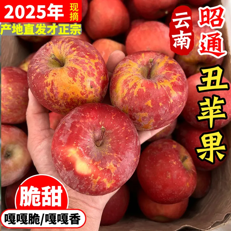 【昭通生态丑苹果】正宗云南昭通丑苹果冰糖心苹果应当季新鲜水果