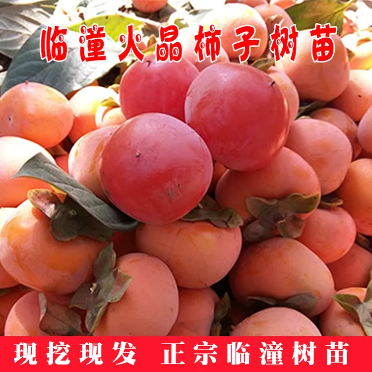 【现挖现发】陕西临潼火晶柿子产地树苗嫁接柿子树苗南北方都可种植