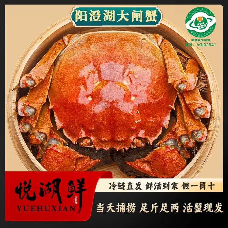 活蟹苏州阳澄湖大闸蟹塘蟹 全母蟹3.5两6/8/10只阳澄湖螃蟹礼